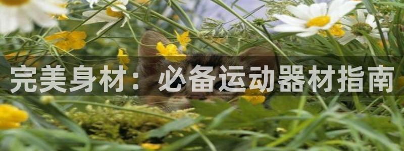 意昂3娱乐首页网站大全：完美身材：必备运动器材指南