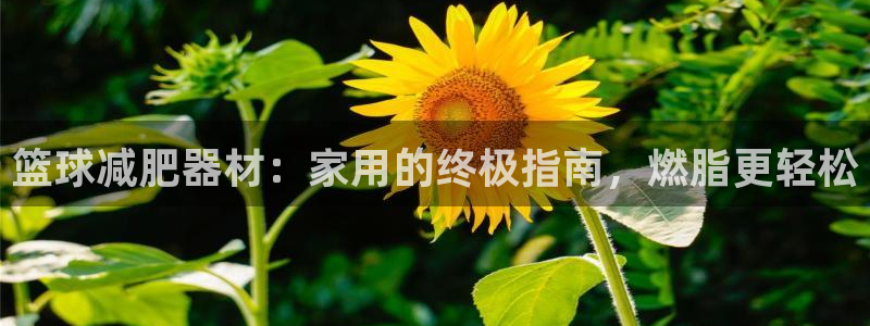 意昂体育3平台APP：篮球减肥器材：家用的终极指南，